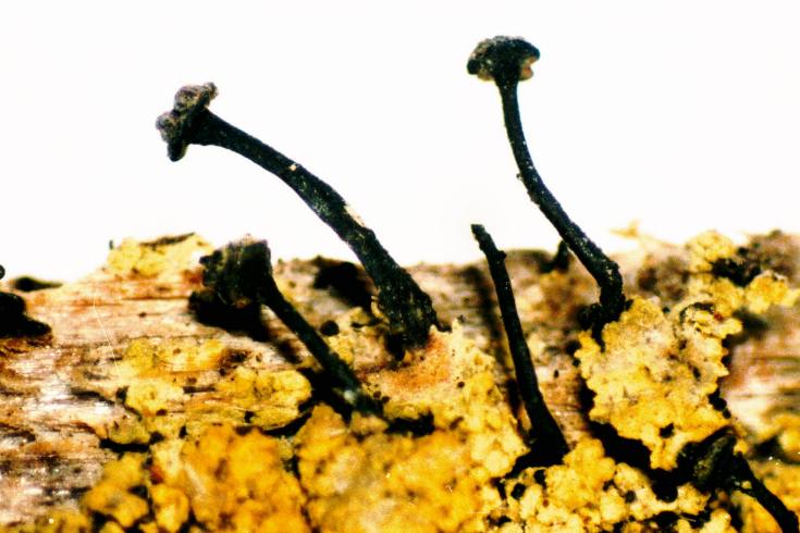 粉衣