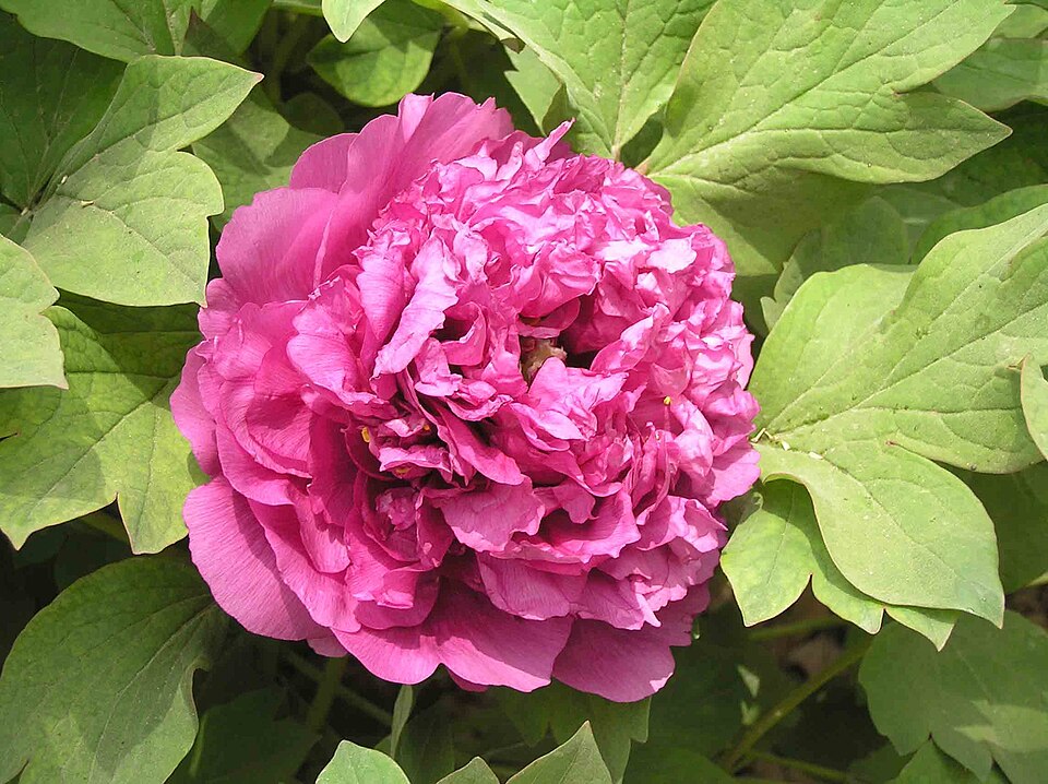 芙蓉肉
