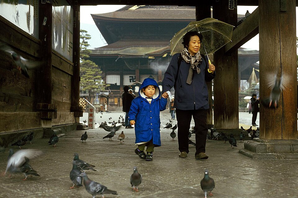 鸽子
