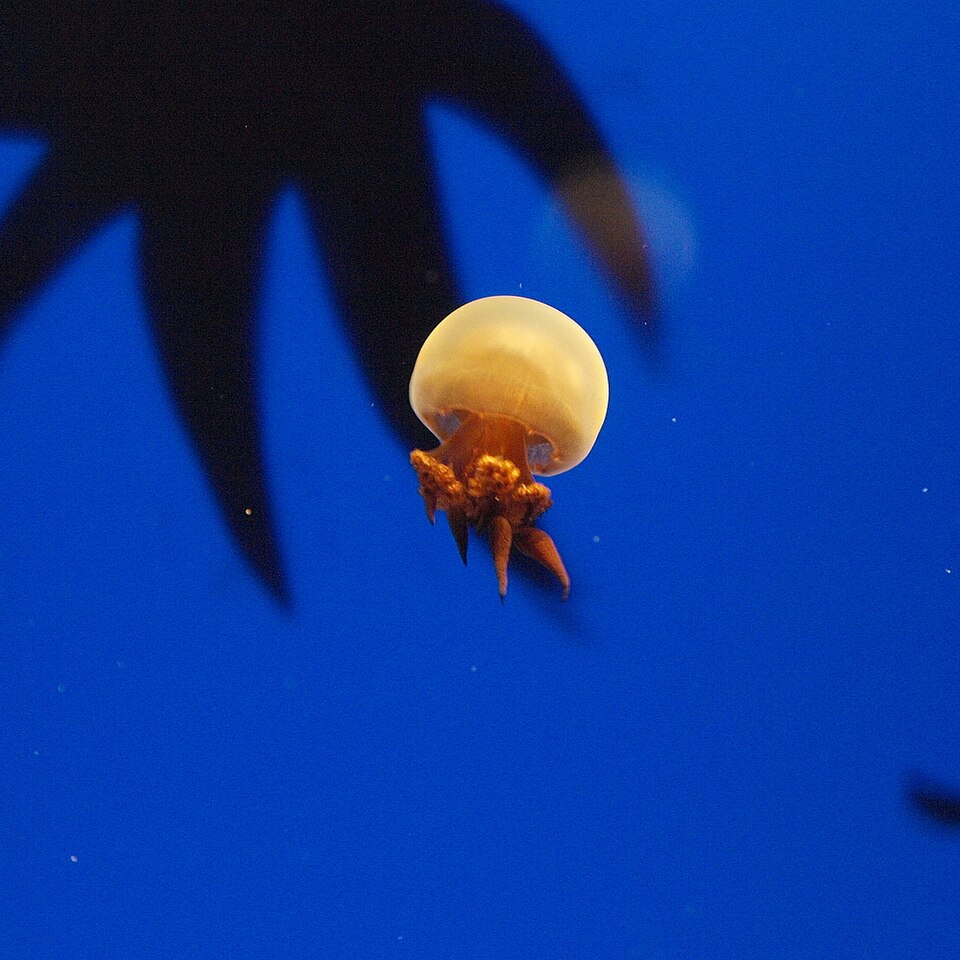海蜇