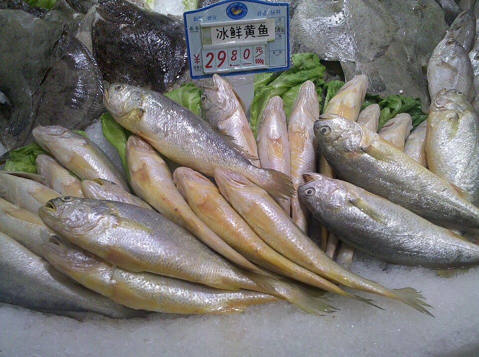 黄鱼