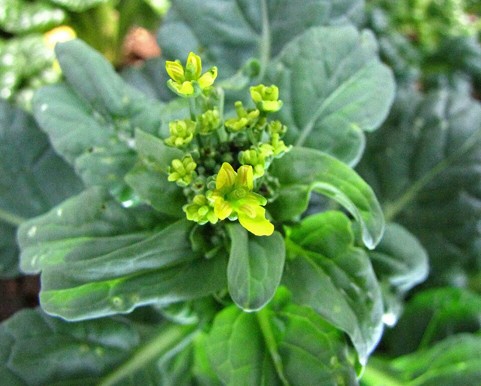 瓢儿菜