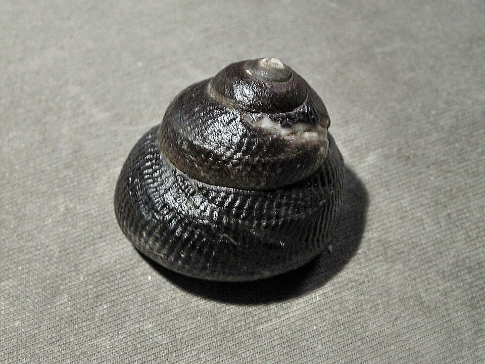 素面