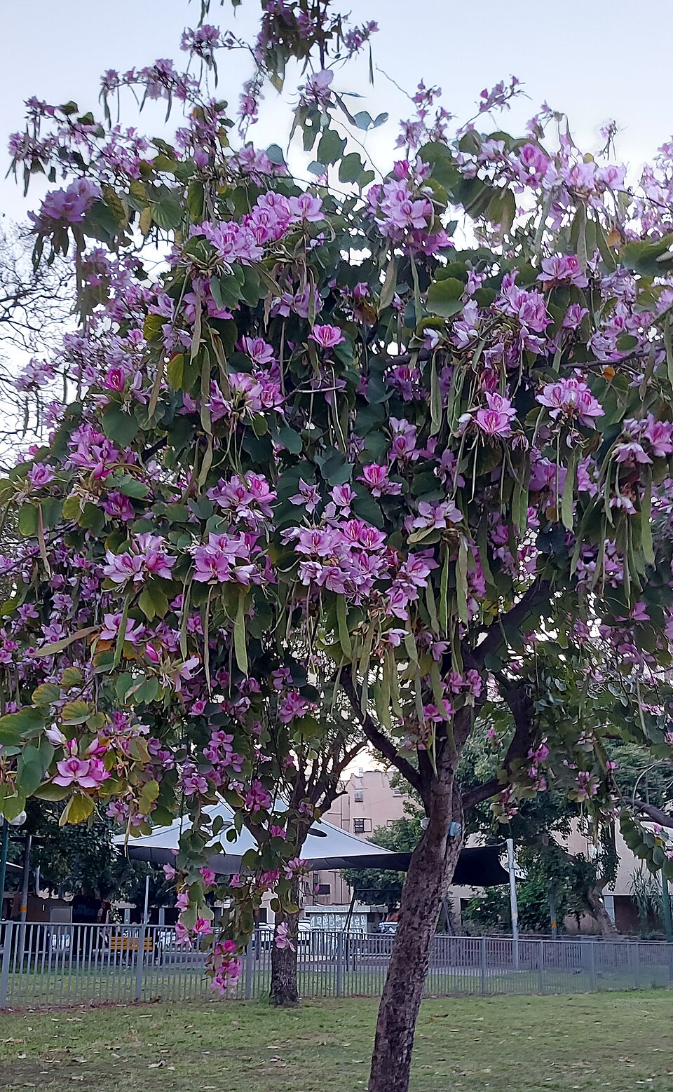 羊蹄