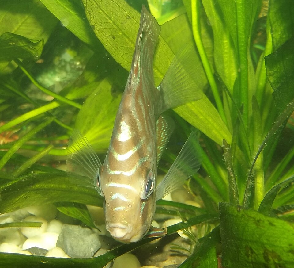 鱼饼