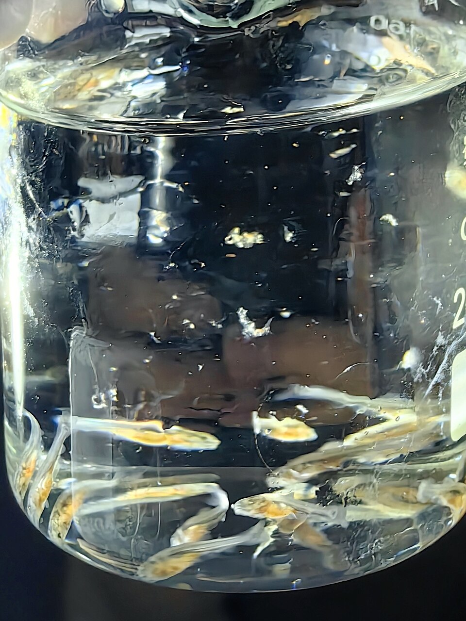鱼圆